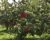 【芽室】松下リンゴ果樹園でりんごを購入、＊りんごの購入、もぎ取りに関して追記あり！